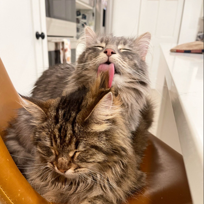 Jean's Whisker Club