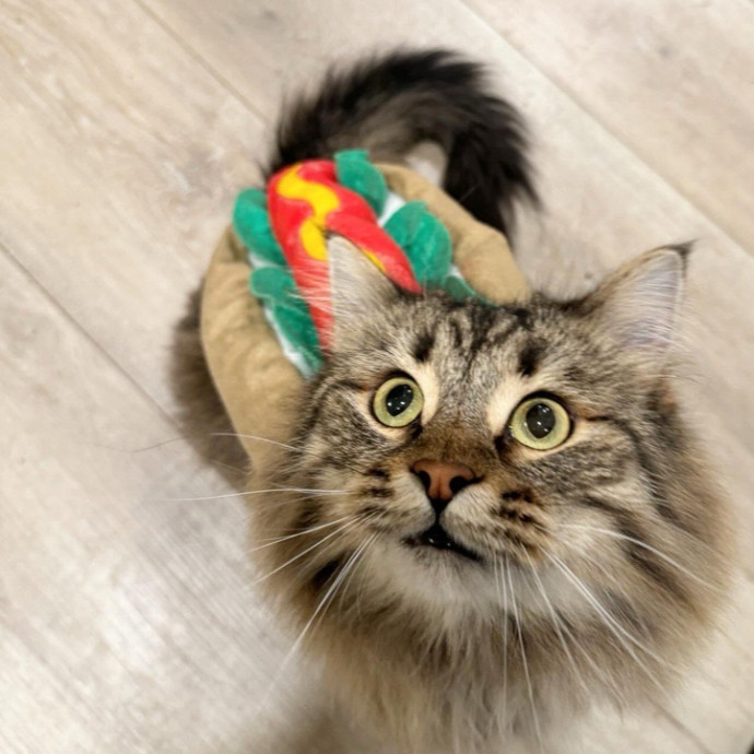 Jean's Whisker Club photo 3