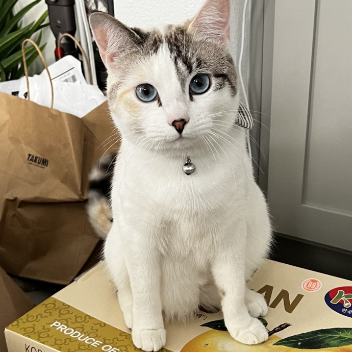 Dependable Cat Sitter photo 3