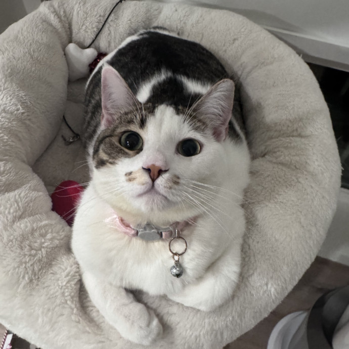 Dependable Cat Sitter photo 2