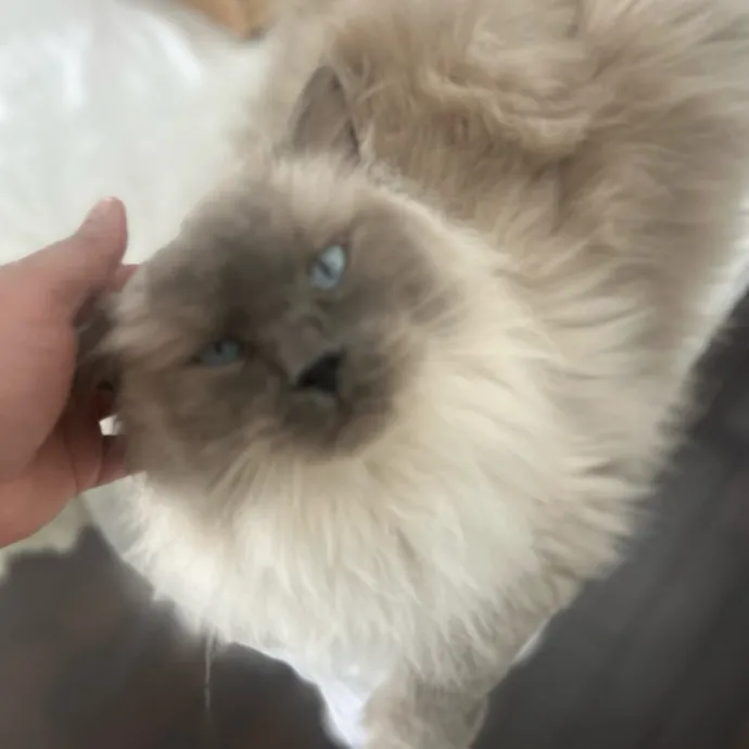 Your Paw-Some Sitter With Nanny Vibes