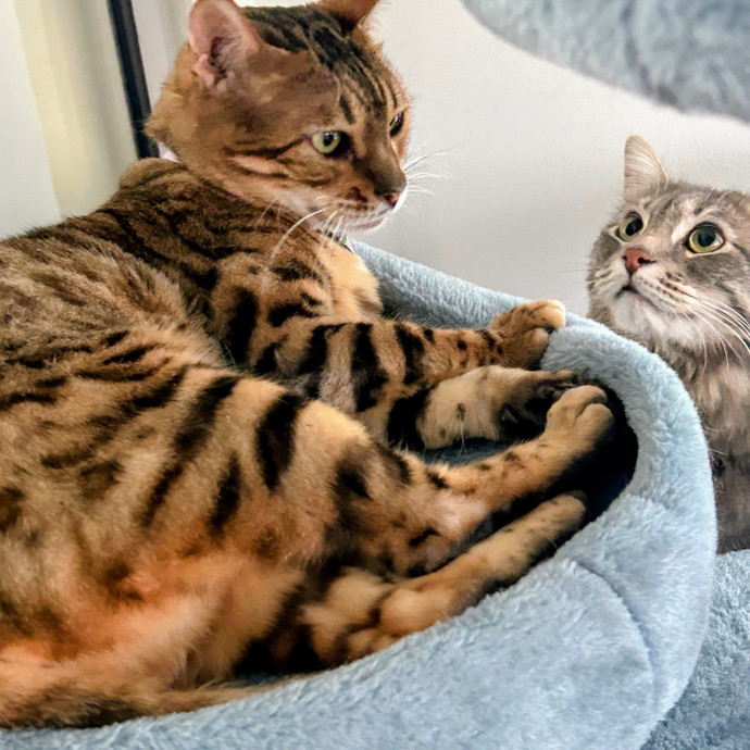 Your Paw-Some Sitter With Nanny Vibes
