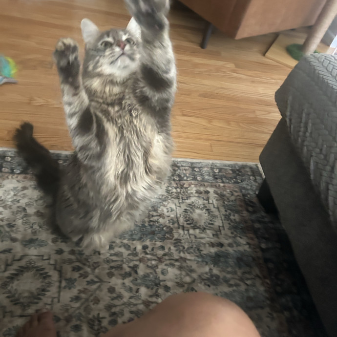 Your Paw-Some Sitter With Nanny Vibes