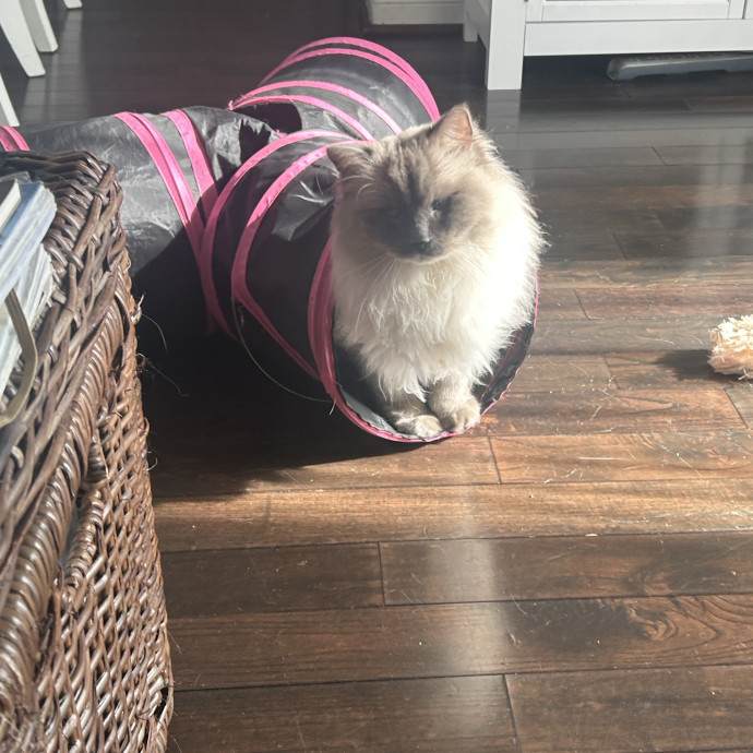 Your Paw-Some Sitter With Nanny Vibes