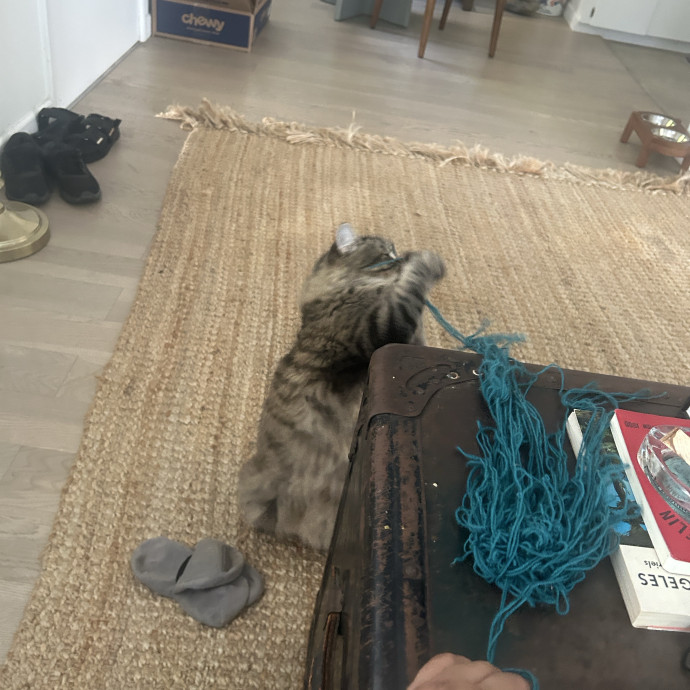 Your Paw-Some Sitter With Nanny Vibes photo 3