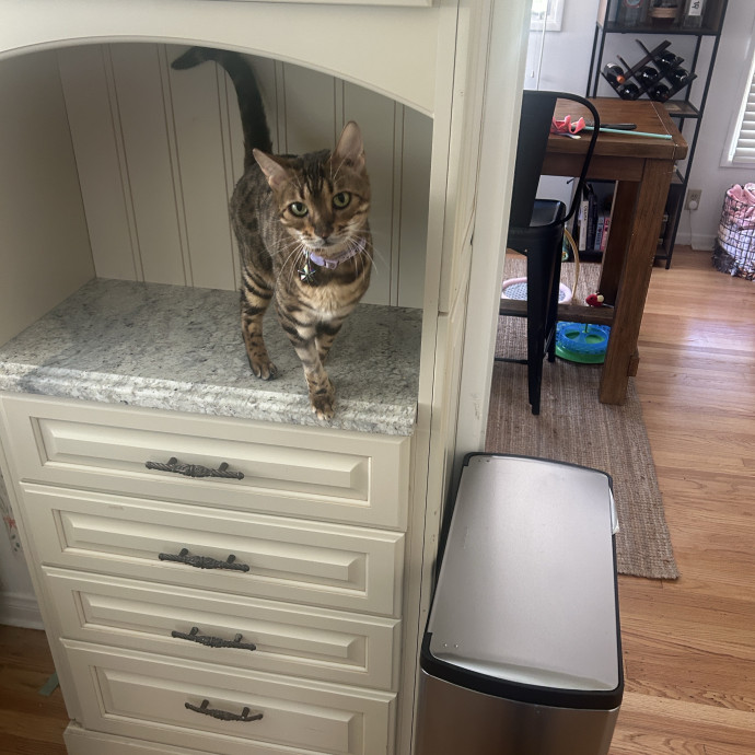 Your Paw-Some Sitter With Nanny Vibes photo 2