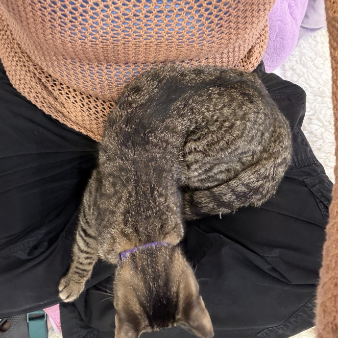 Cat-Sual Sitting With Mia