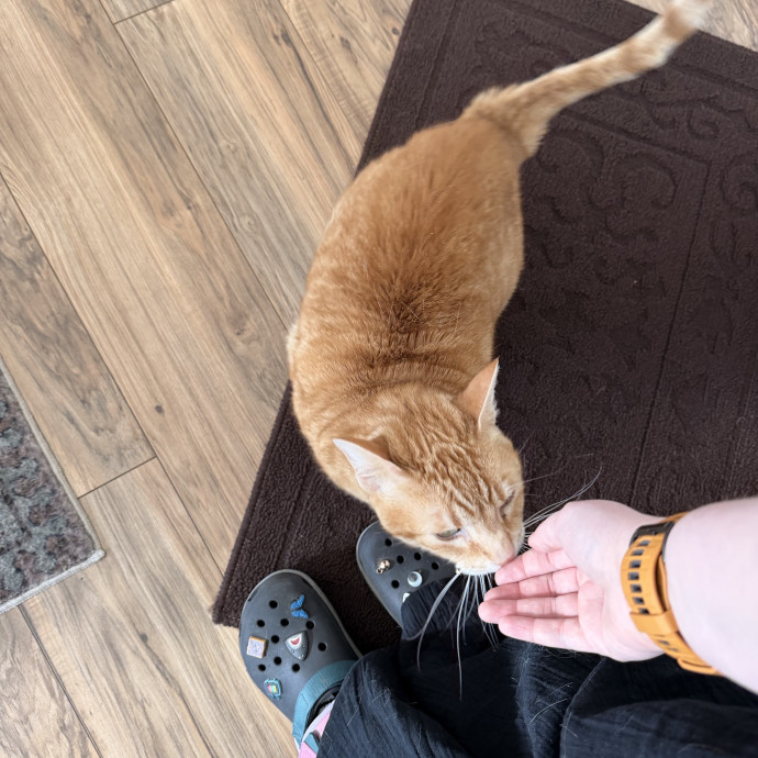 Cat-Sual Sitting With Mia