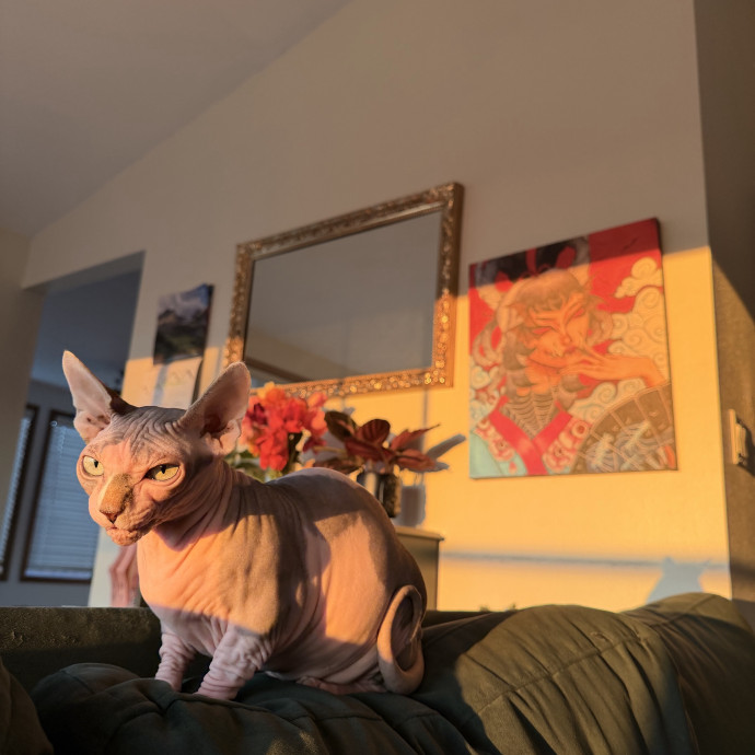 Cat-Sual Sitting With Mia