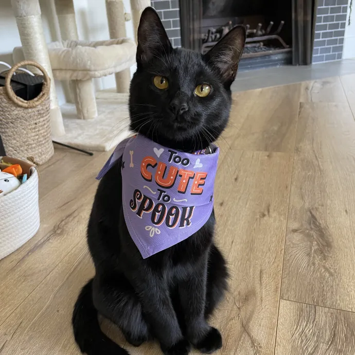 Lifelong Cat Lover  Rescue Volunteer