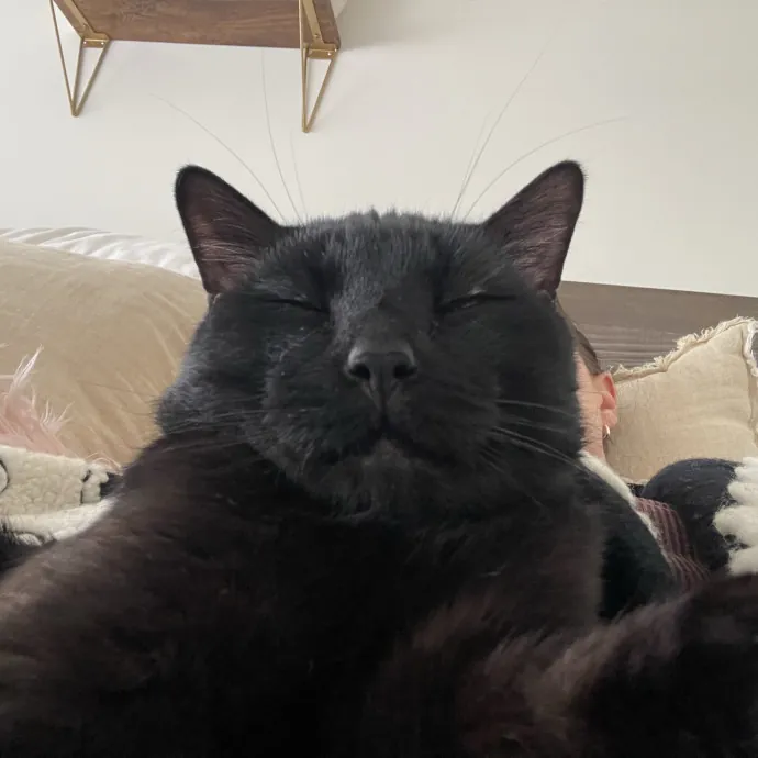 Lifelong Cat Lover  Rescue Volunteer