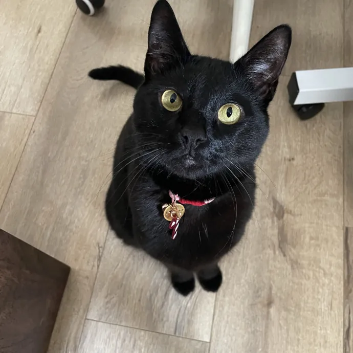 Lifelong Cat Lover  Rescue Volunteer