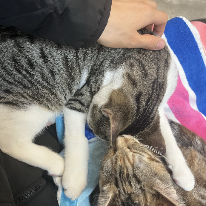 Gentle And Attentive Cat-Sitter