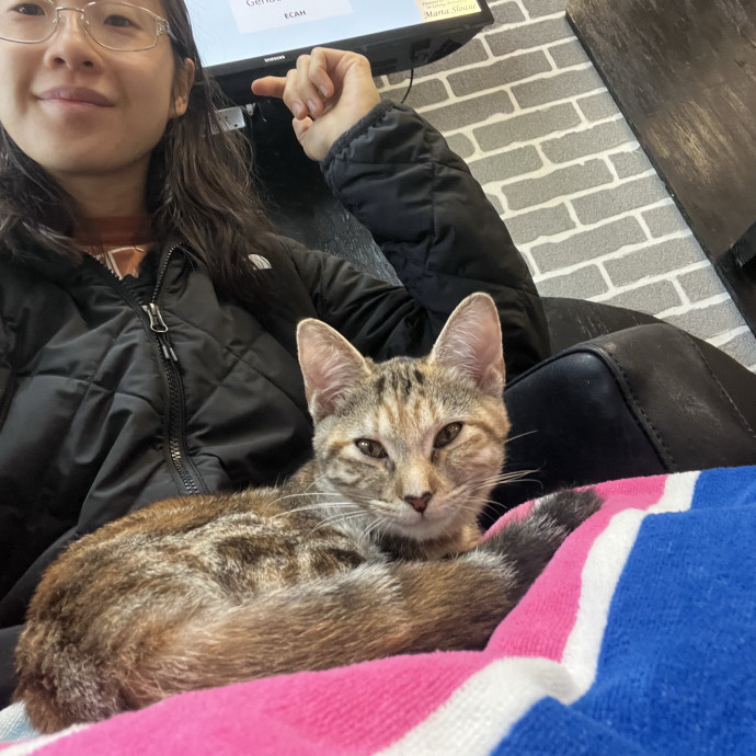 Gentle And Attentive Cat-Sitter photo 3