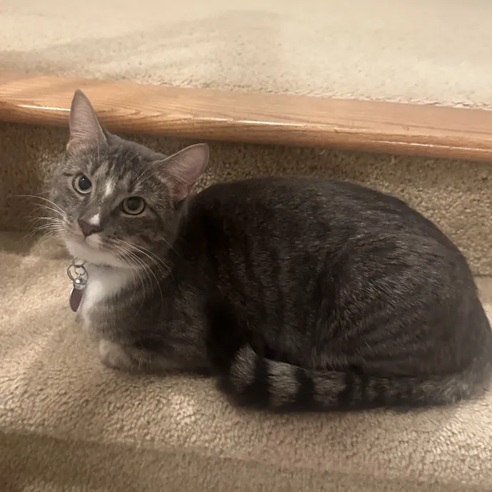 Loving Cat Mom With Kitten Experience