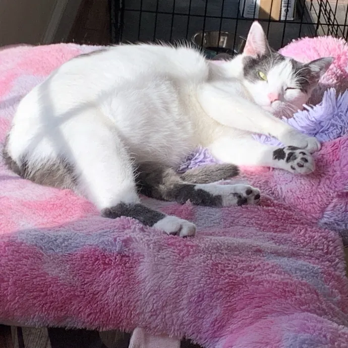 Loving Cat Mom With Kitten Experience
