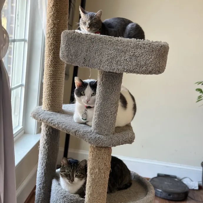 Loving Cat Mom With Kitten Experience