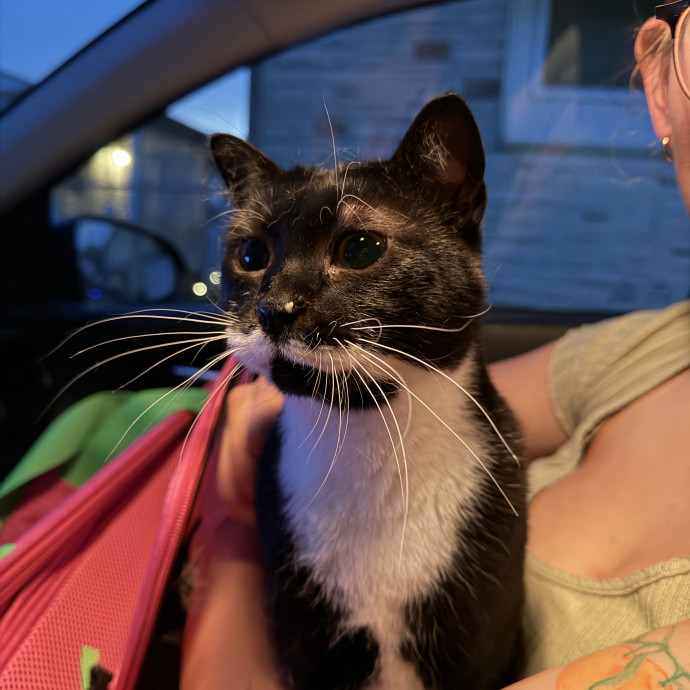 Loving  Reliable Cat Sitter