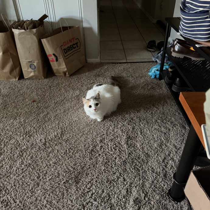 Loving  Reliable Cat Sitter