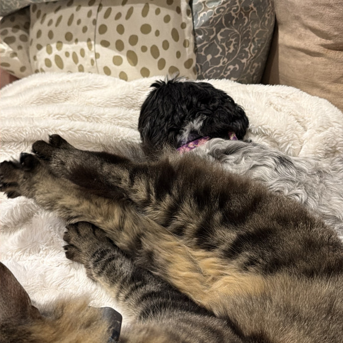 Loving  Reliable Cat Sitter