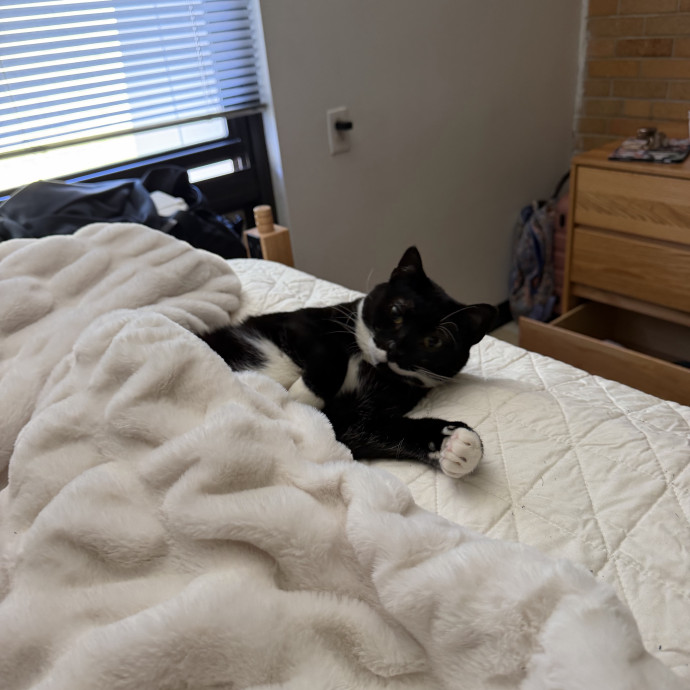 Loving  Reliable Cat Sitter