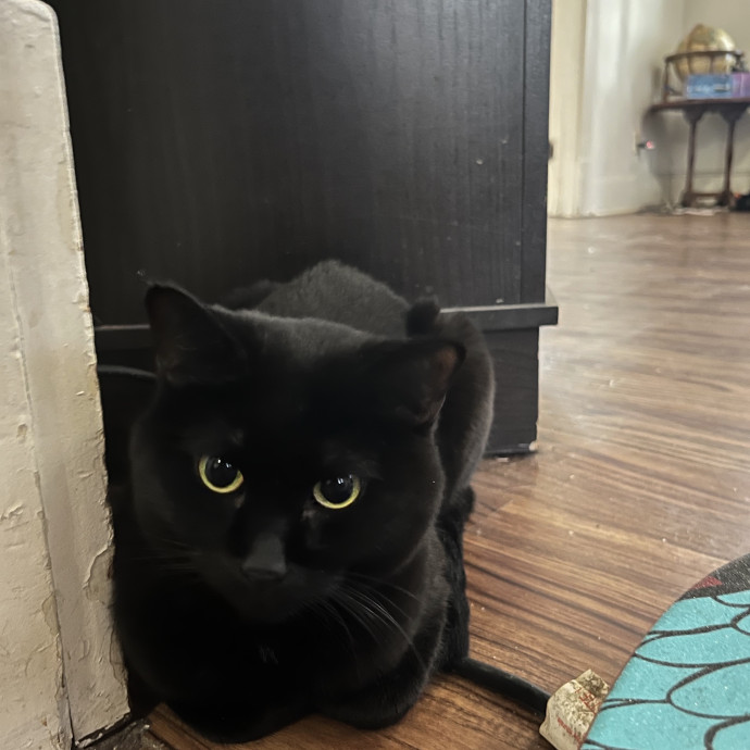 Loving  Reliable Cat Sitter photo 3