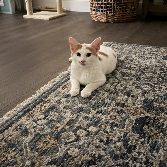 Loving  Reliable Cat Sitter photo 2