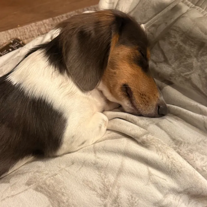 Greta V.
