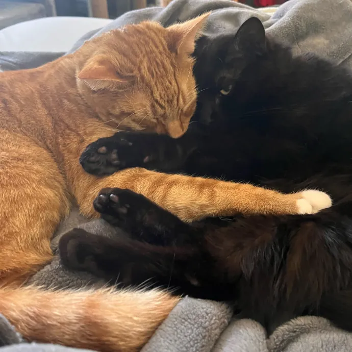 Purr-Fessional Cat Care