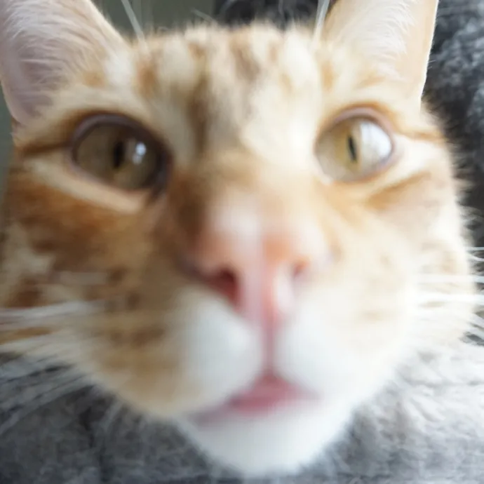 Purr-Fessional Cat Care