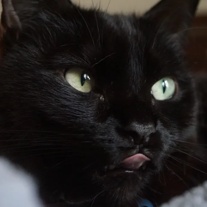 Purr-Fessional Cat Care