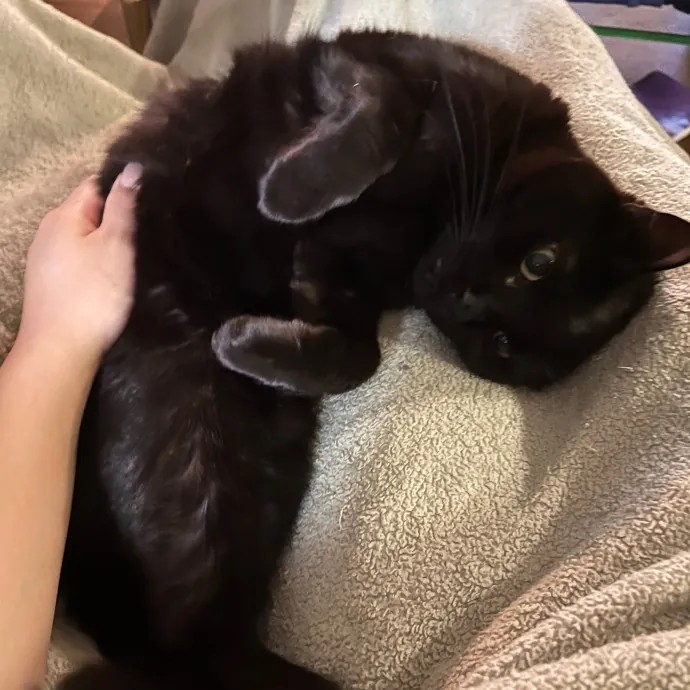 Purr-Fessional Cat Care