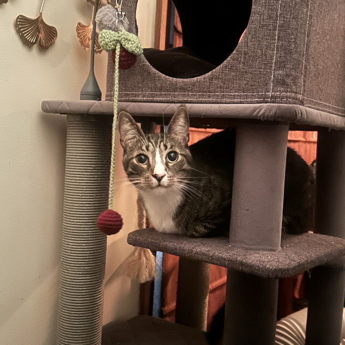 Purr-Fect Cat Sitting And Cozy Care