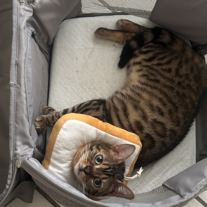 Purr-Fect Cat Sitting And Cozy Care