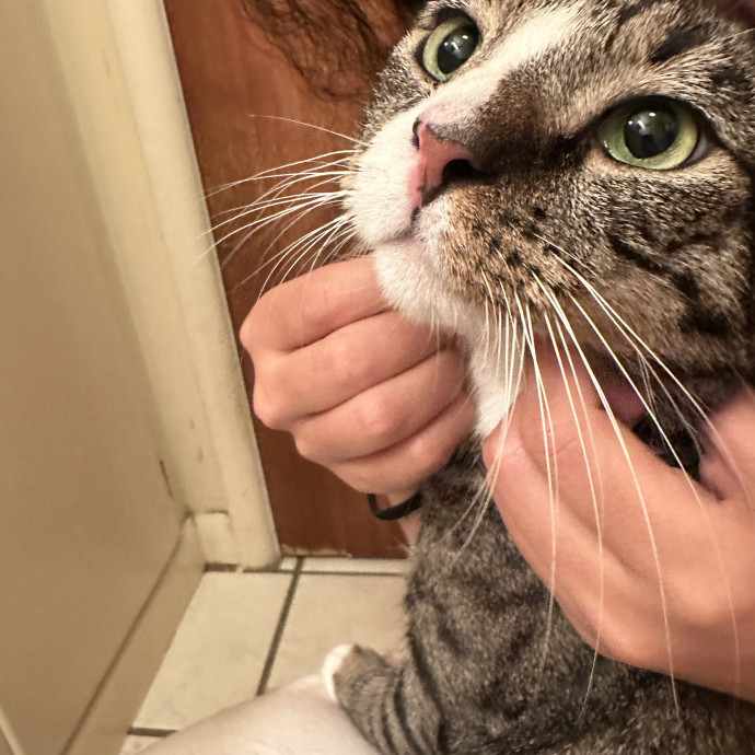 Purr-Fect Cat Sitting And Cozy Care