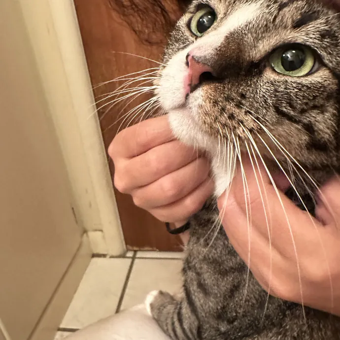 Purr-Fect Cat Sitting And Cozy Care