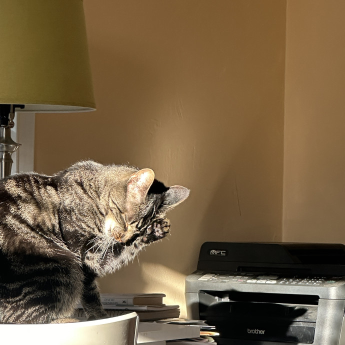 Purr-Fect Cat Sitting And Cozy Care