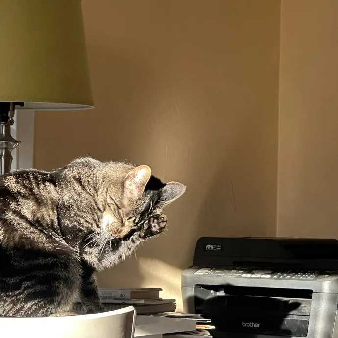 Purr-Fect Cat Sitting And Cozy Care