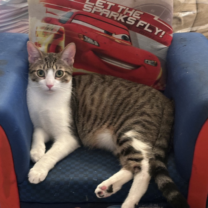 Purr-Fect Cat Sitting And Cozy Care