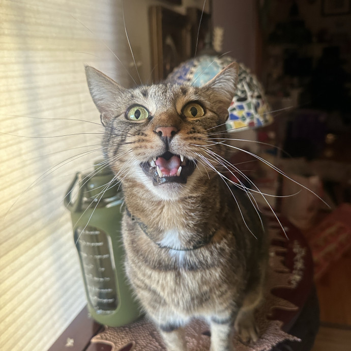 Purr-Fect Cat Sitting And Cozy Care
