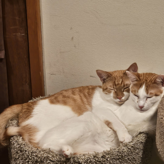 Purr-Fect Cat Sitting And Cozy Care