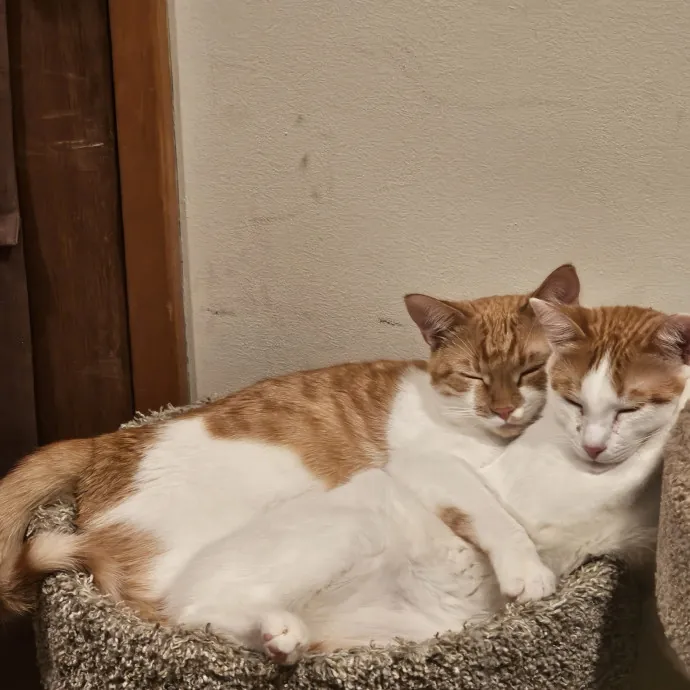 Purr-Fect Cat Sitting And Cozy Care