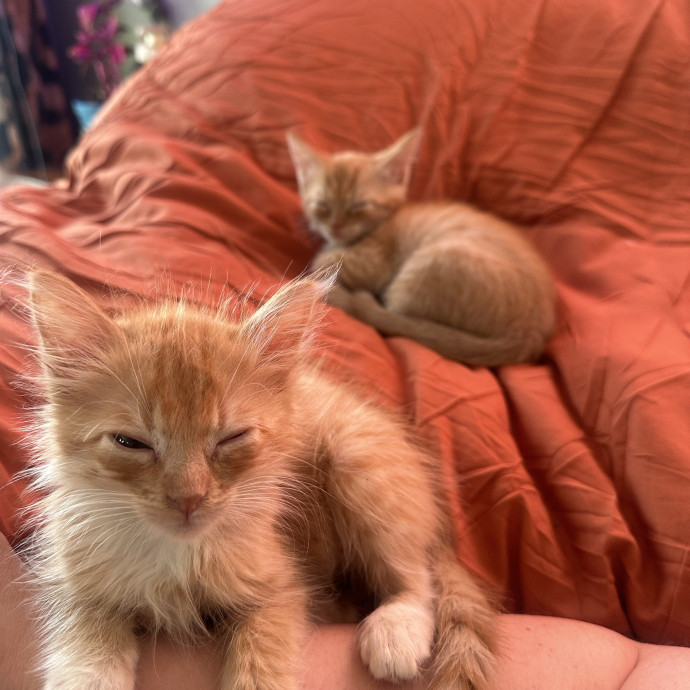 Purr-Fect Cat Sitting And Cozy Care