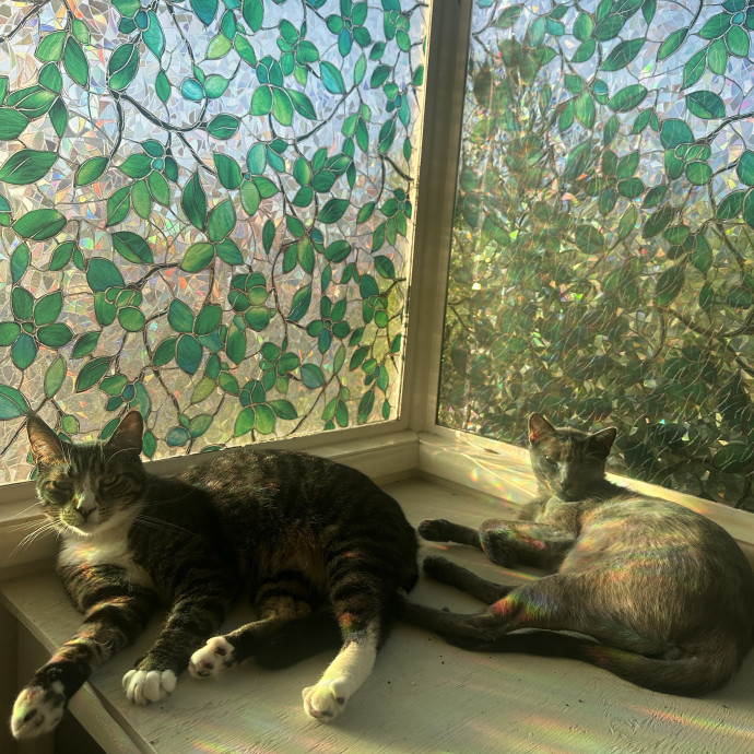 Purr-Fect Cat Sitting And Cozy Care