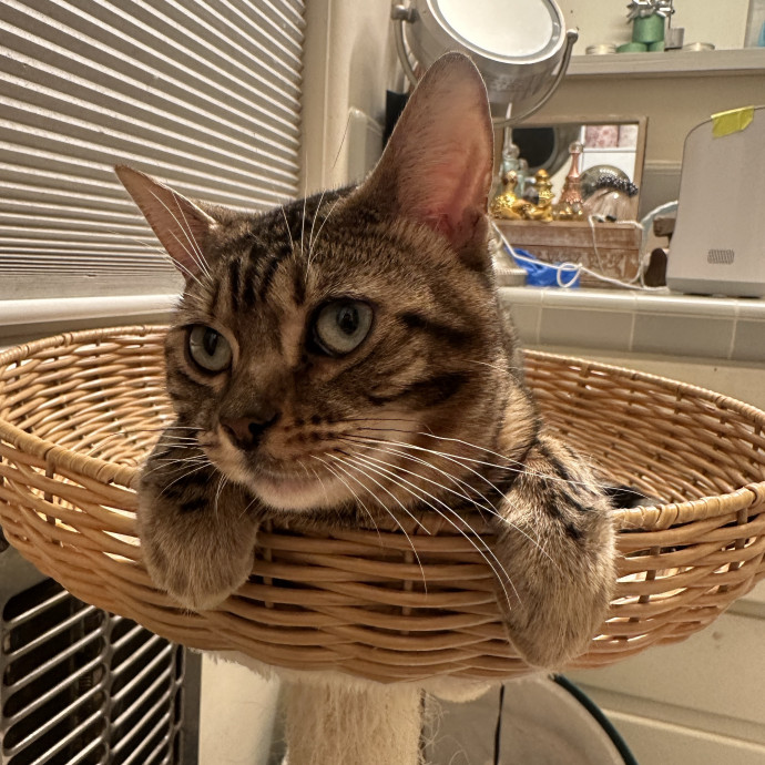 Purr-Fect Cat Sitting And Cozy Care