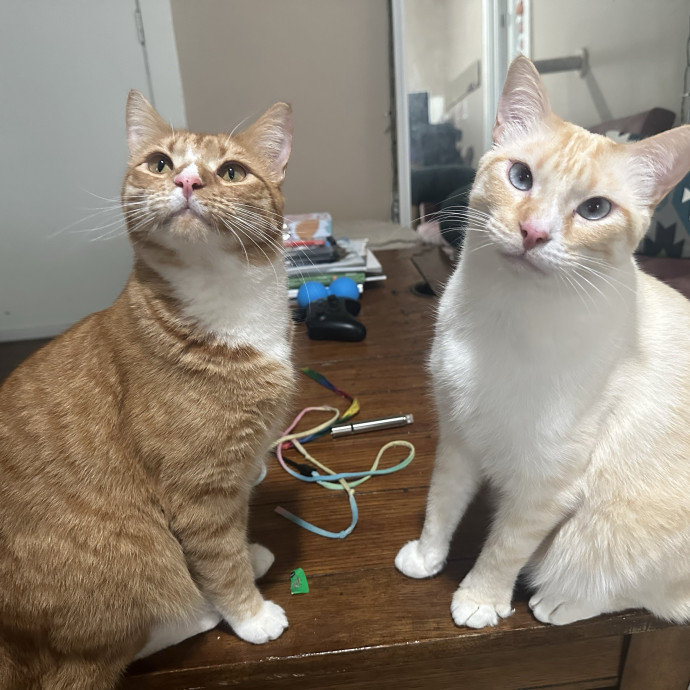 Purr-Fect Cat Sitting And Cozy Care photo 2