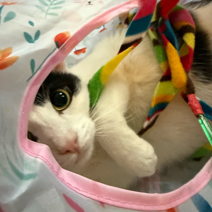 Kristin's Cat Care