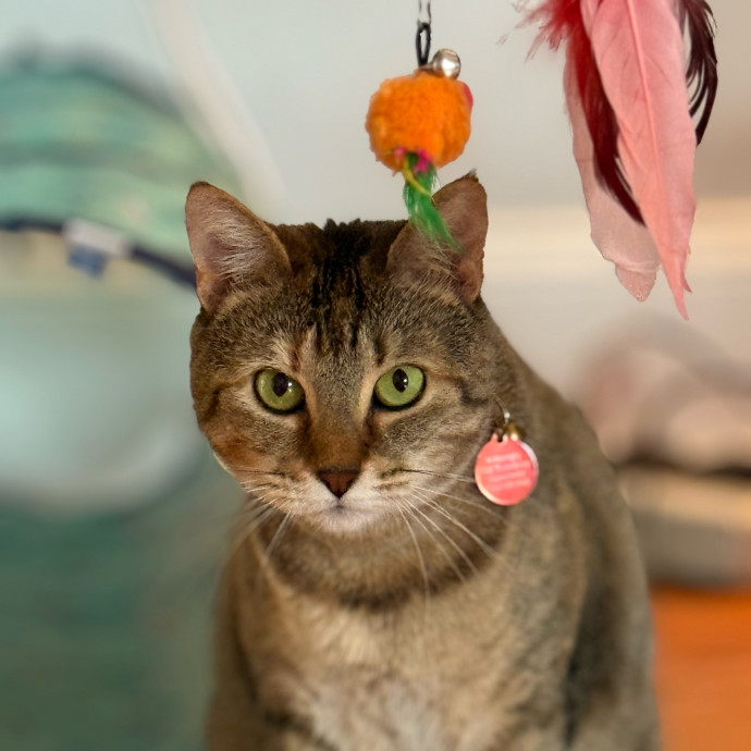 Kristin's Cat Care