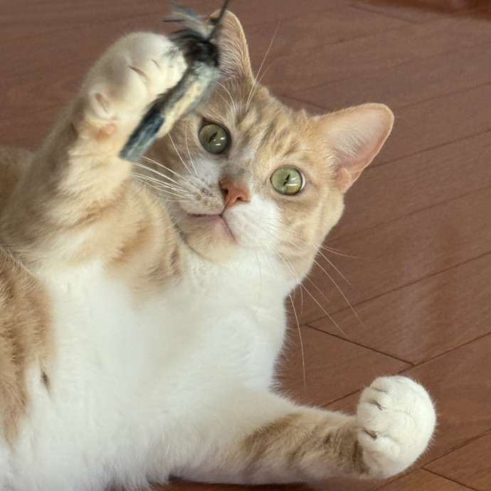 Kristin's Cat Care