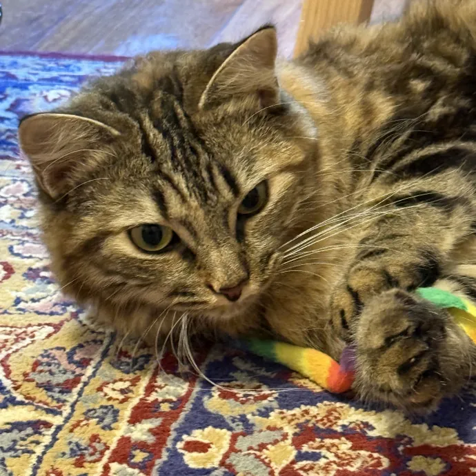 Kristin's Cat Care photo 4